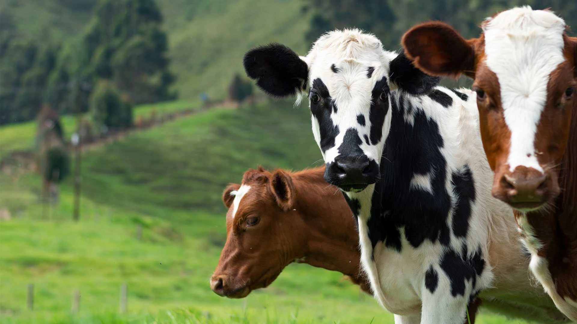 Organic Dairy Products