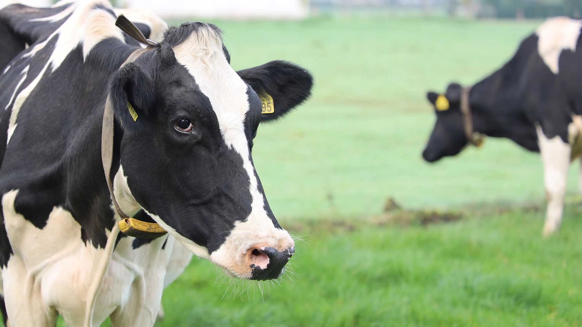 Organic Dairy Products